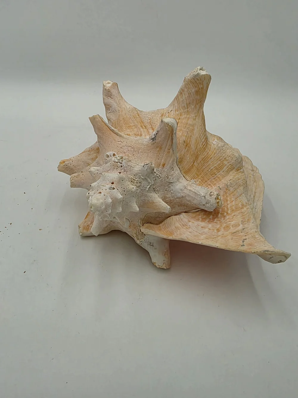 Queen Conch Shell – Large, Glossy Pink